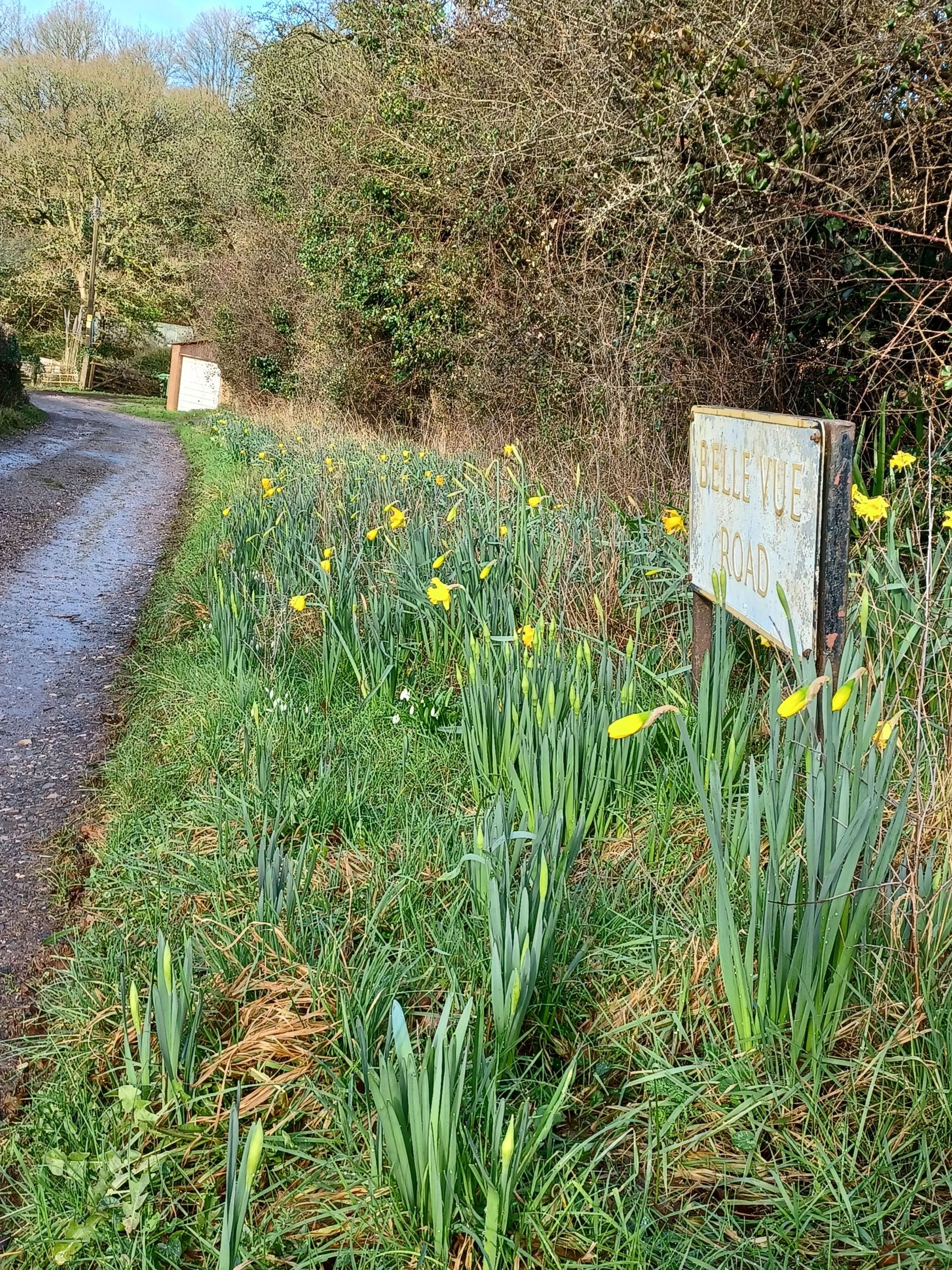 Daffodils on Belle Vue Road
